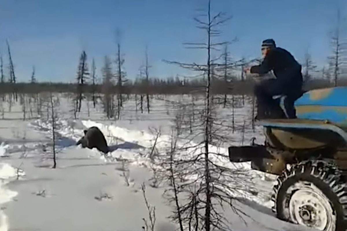 Brown Bear