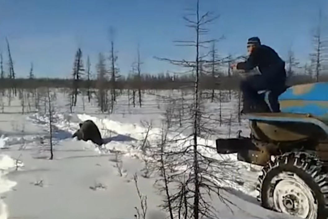 Brown Bear