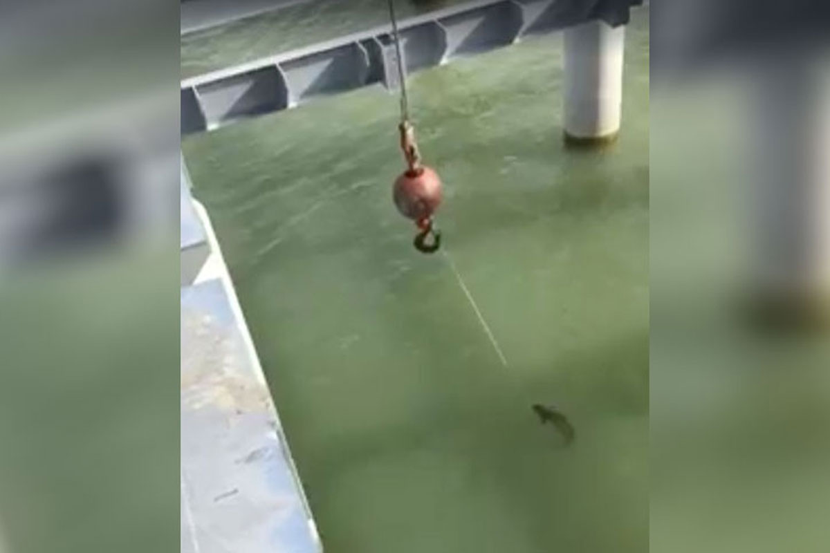 crane fishing