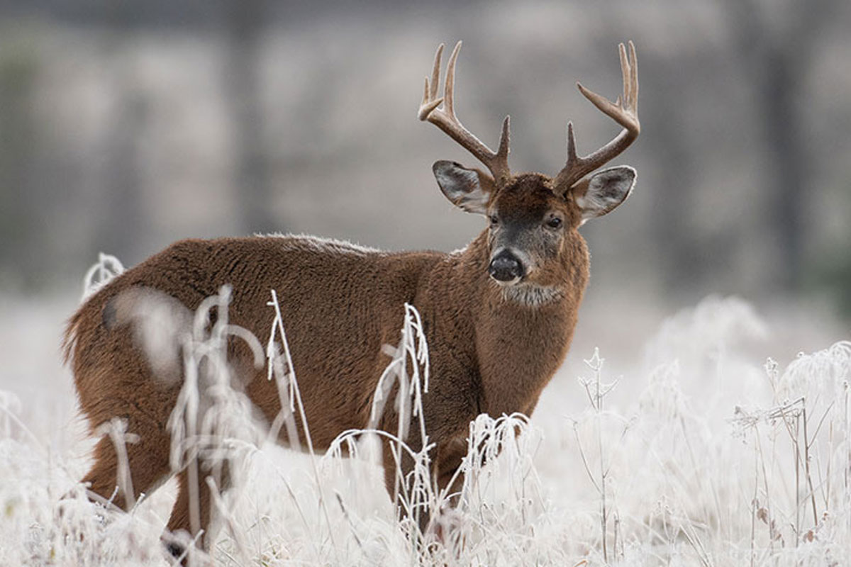 deer