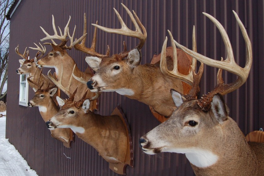 Deer taxidermy near me