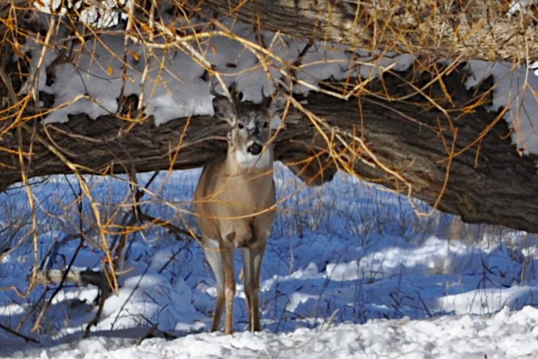 deer in the winter