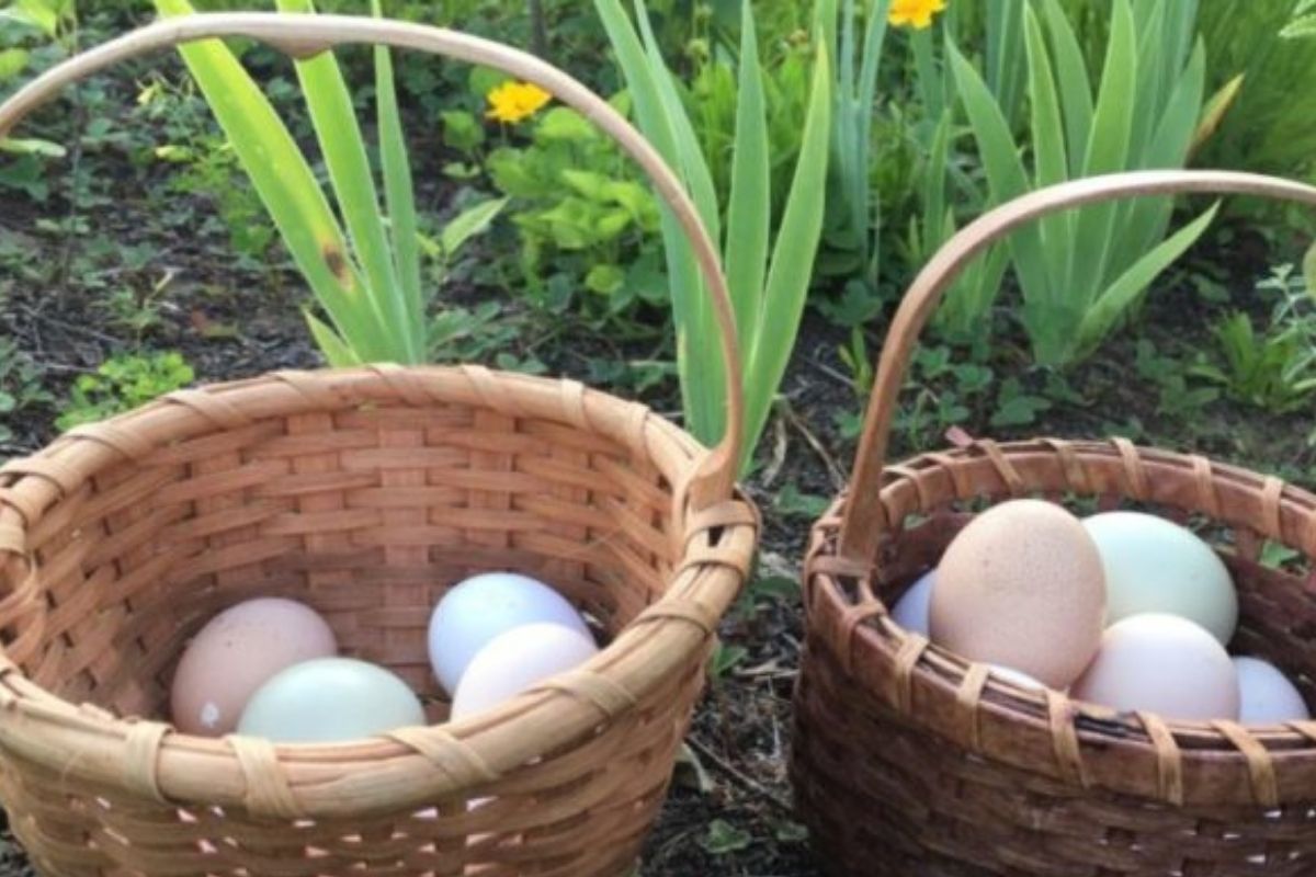 Every Chicken Coop Should Have a Good Egg Basket