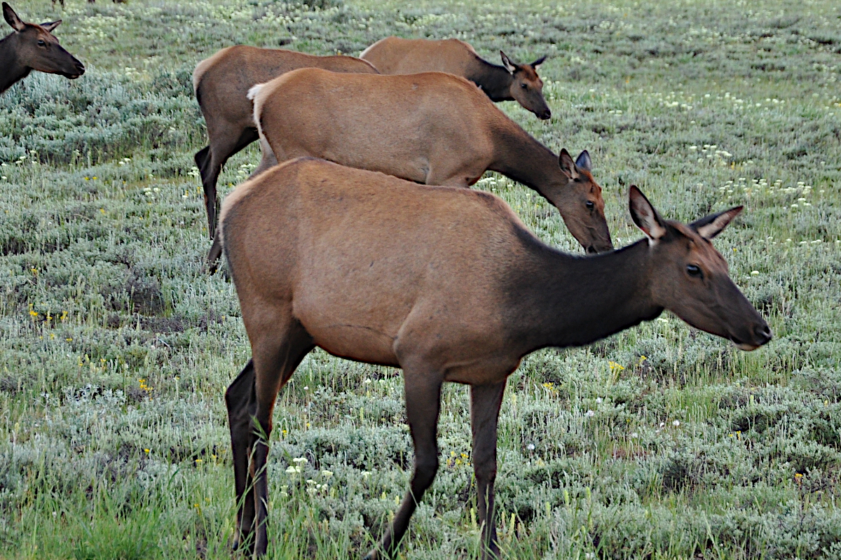 Michigan Elk