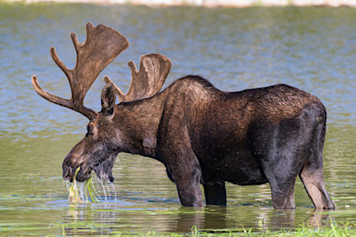 Moose Hunting