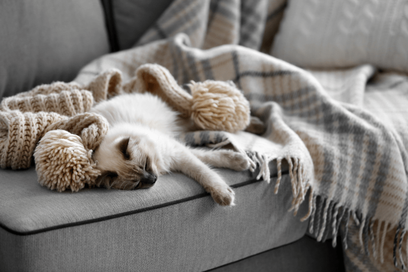 siamese cat plays on the couch with a ball