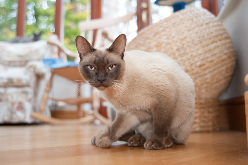Siamese cat sits on the floor