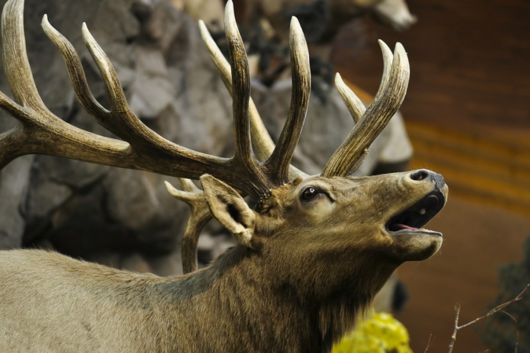 Taxidermy Examples