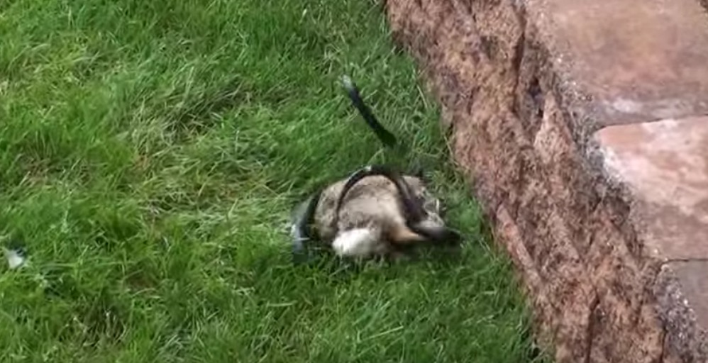 Mama Rabbit Defends Her Babies from Hungry Snake Wide Open Spaces