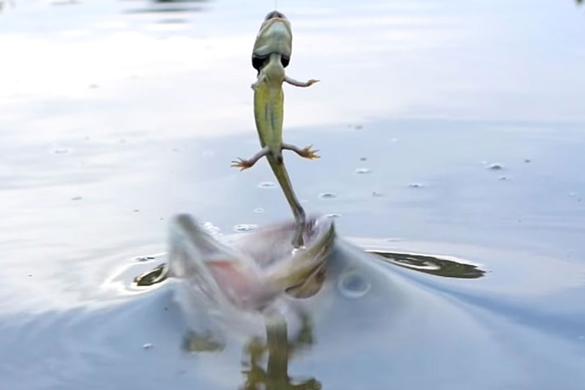 Largemouth Bass Strike Waterdogs in Slow Motion - Wide Open Spaces