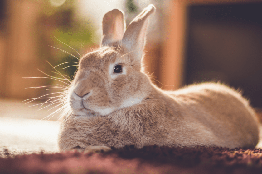 Bunny sits in "loaf" position.