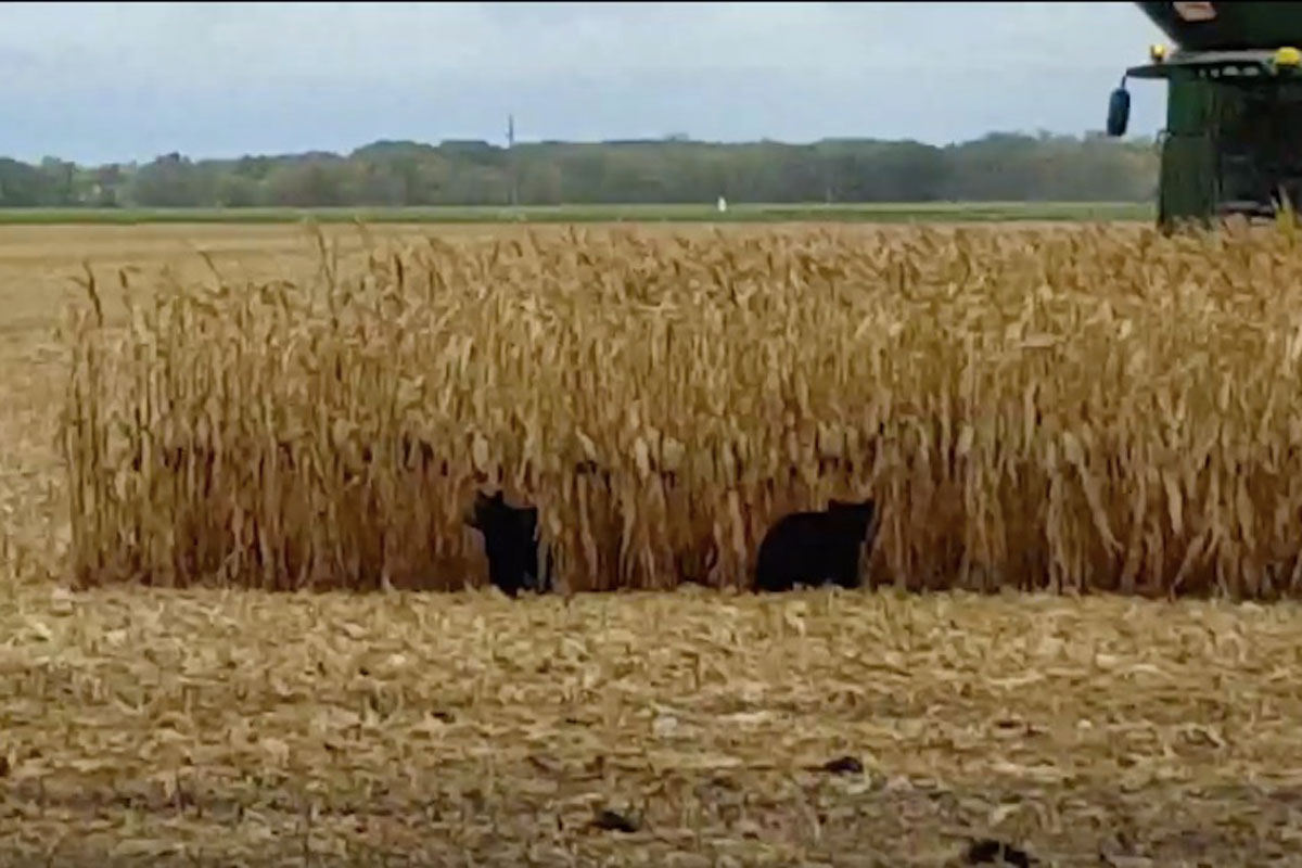 bears in cornfield