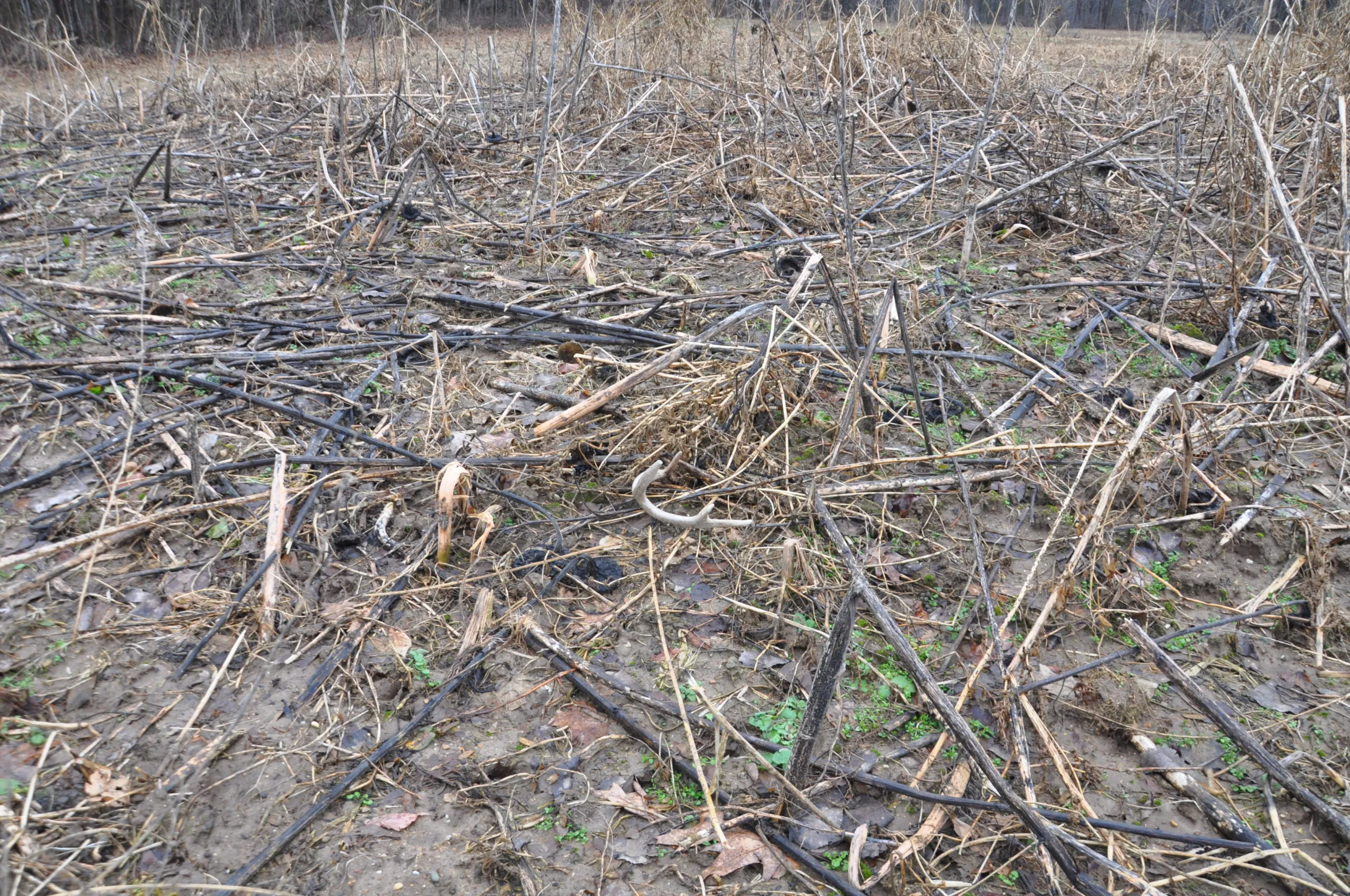 Shed Hunting