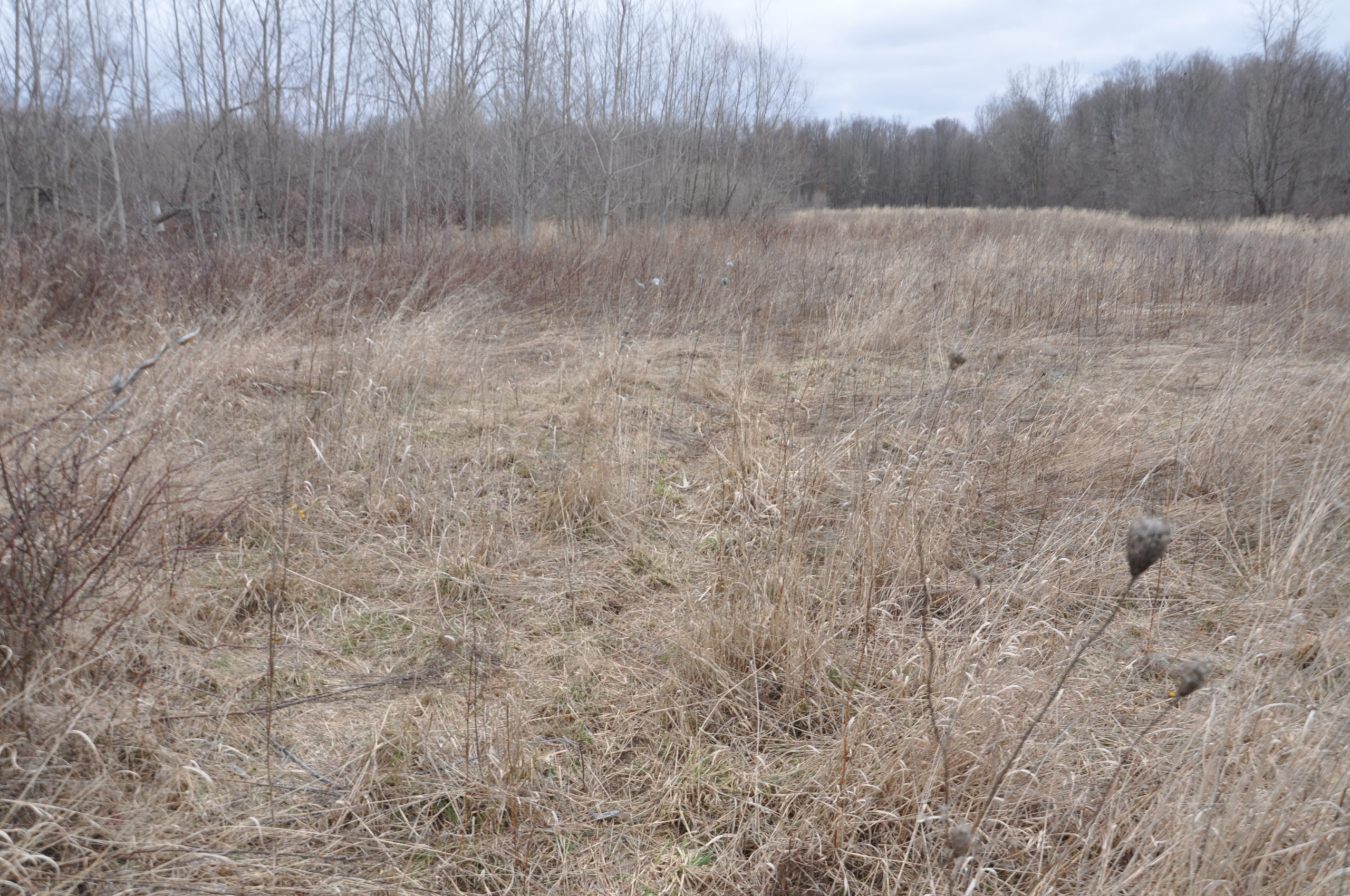 Shed Hunting