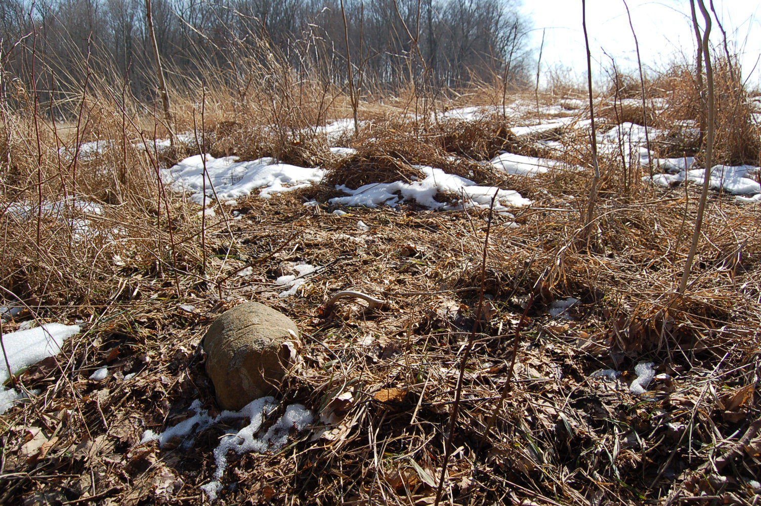 Shed Hunting