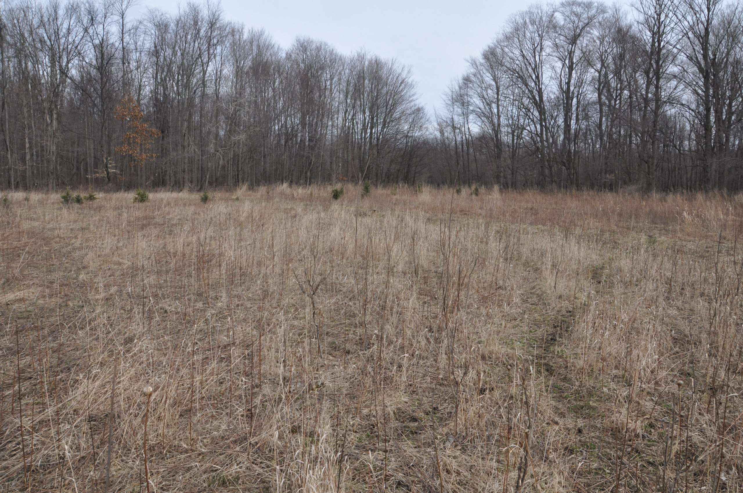 Shed Hunting