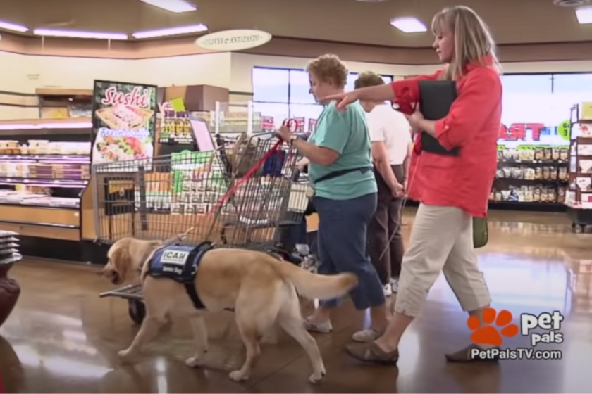 Fake Service Dogs Seem Innocent, but Are a Real Danger Everywhere
