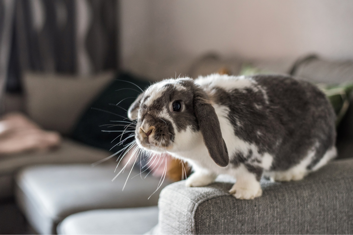 What Should You Do If You Find a Baby Bunny Nest? - Vetstreet