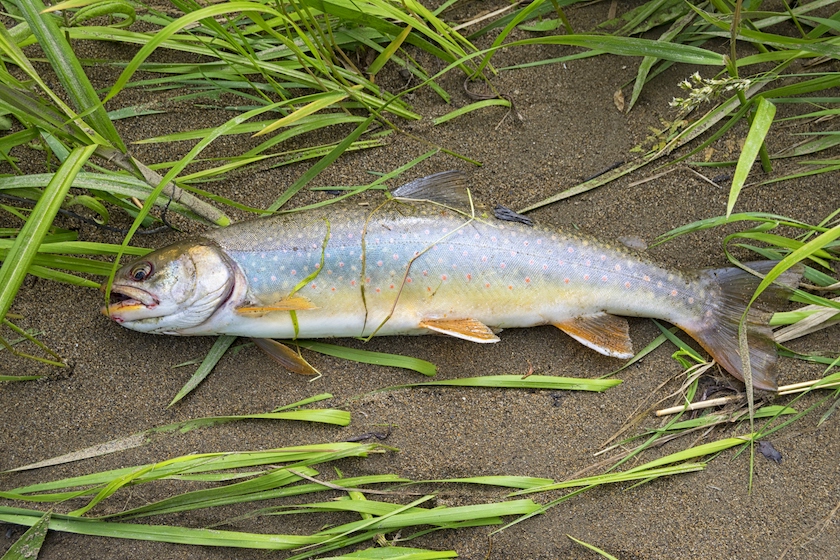 Koppi river. Khabarovsk region, far East, Russia. - trout species in us