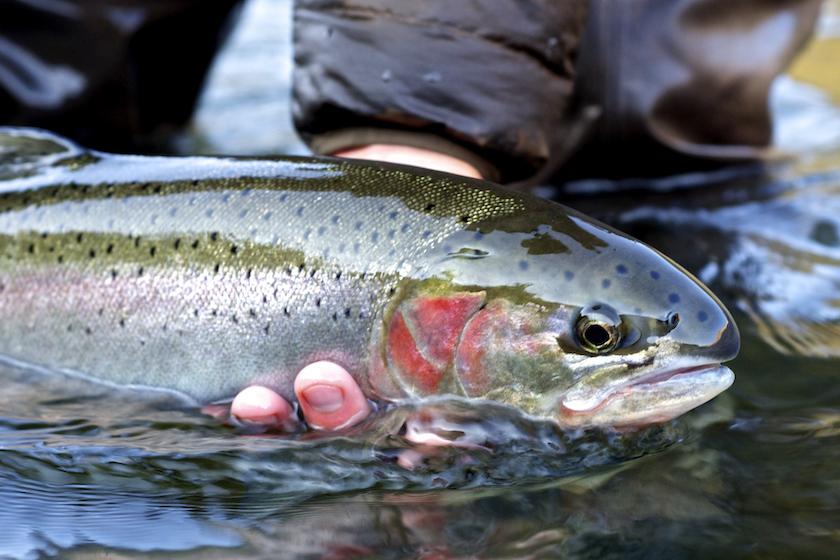 Hand holding a steelhead trout that was caught fly fishing and is about to be released - trout species in us