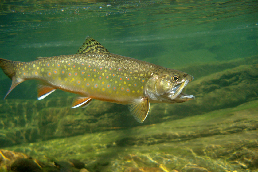 A Brook Trout swims in a clear water creek in Shenandoah National Park. - trout species in us