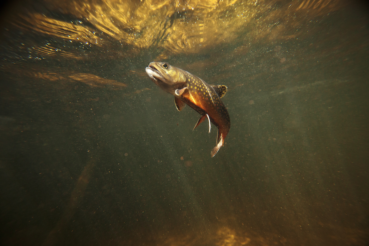 This is a beautiful wild brook trout underwater in a spring fed stream. You won't find these colors on a stocked fish. There is a slight amount of grain in the shot which should be expected for a low light situation like this. - trout species in us