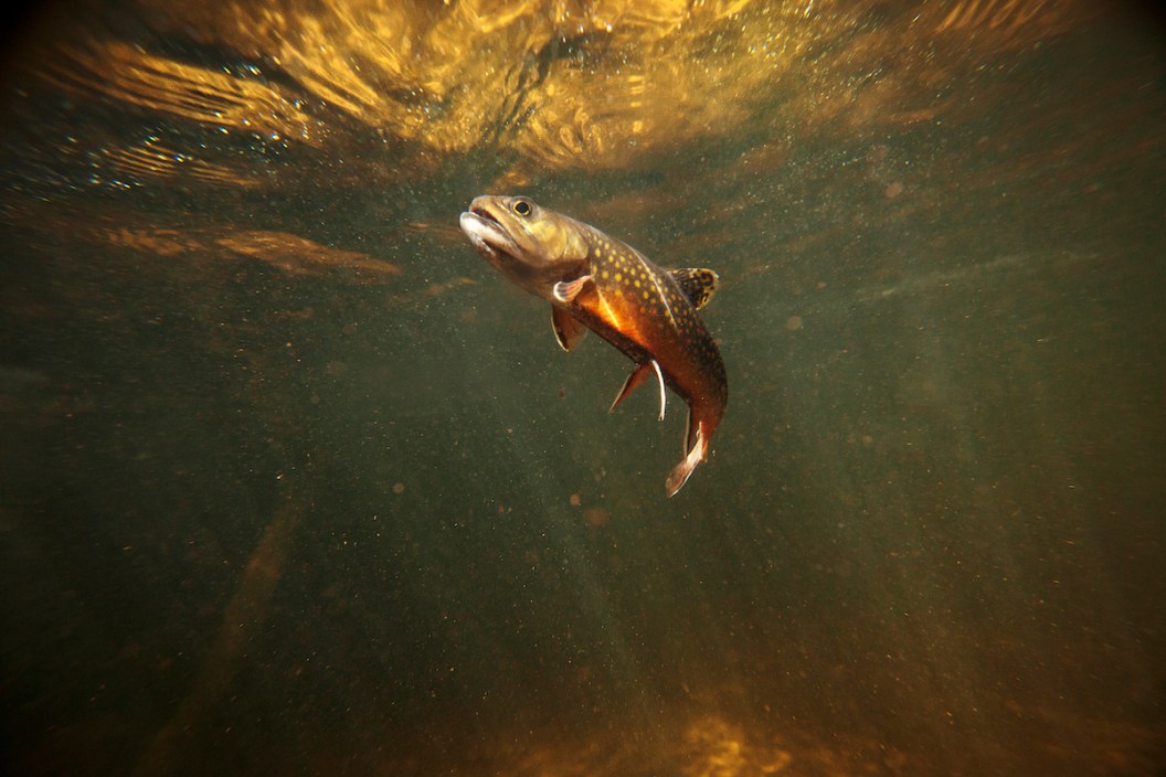 This is a beautiful wild brook trout underwater in a spring fed stream. You won't find these colors on a stocked fish. There is a slight amount of grain in the shot which should be expected for a low light situation like this. - trout species in us