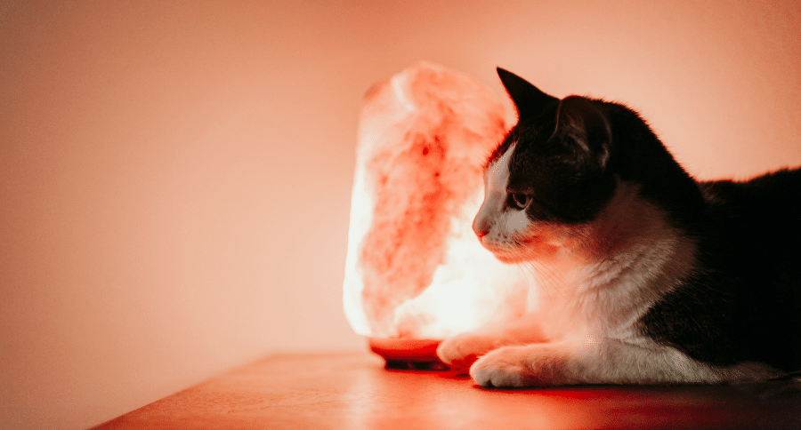 salt lamps and cats