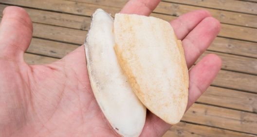 Cuttlebone Function Cuttlebone Serves Several Functions for Pet Birds