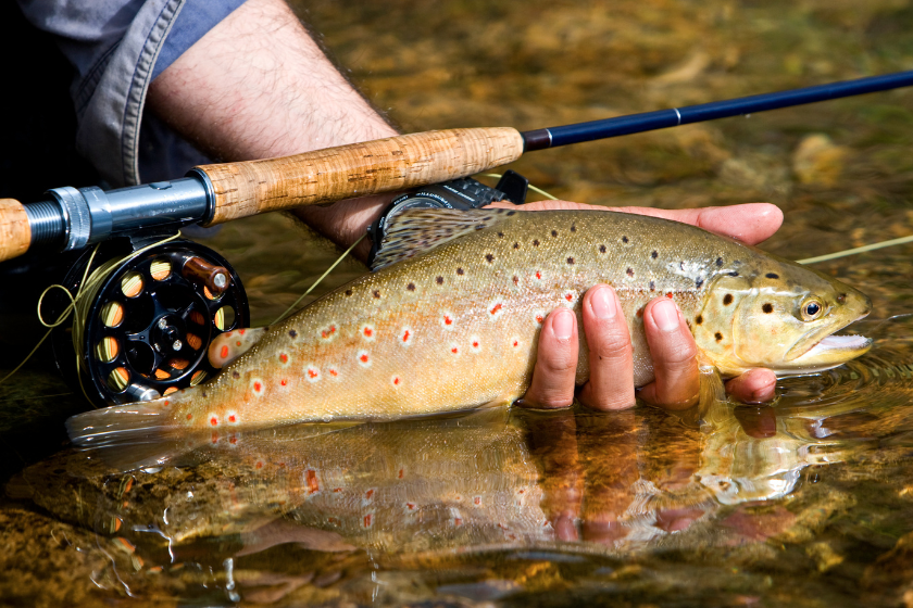 closeup of a hand holding a brown trout - trout species in us