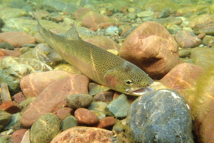 a Cutthroat rests on the bottom of the Middle Fork of the Flathead River near Glacier National park, Montana - trout species in us