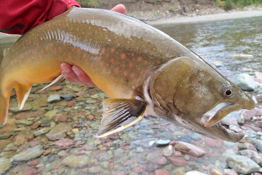 a Bull Trout caught and released in the Middle Fork of the Flathead River near Glacier National Park, Montana - trout species in us