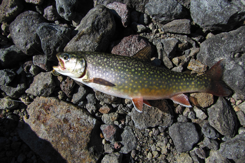 splake trout on rocks - trout species in us