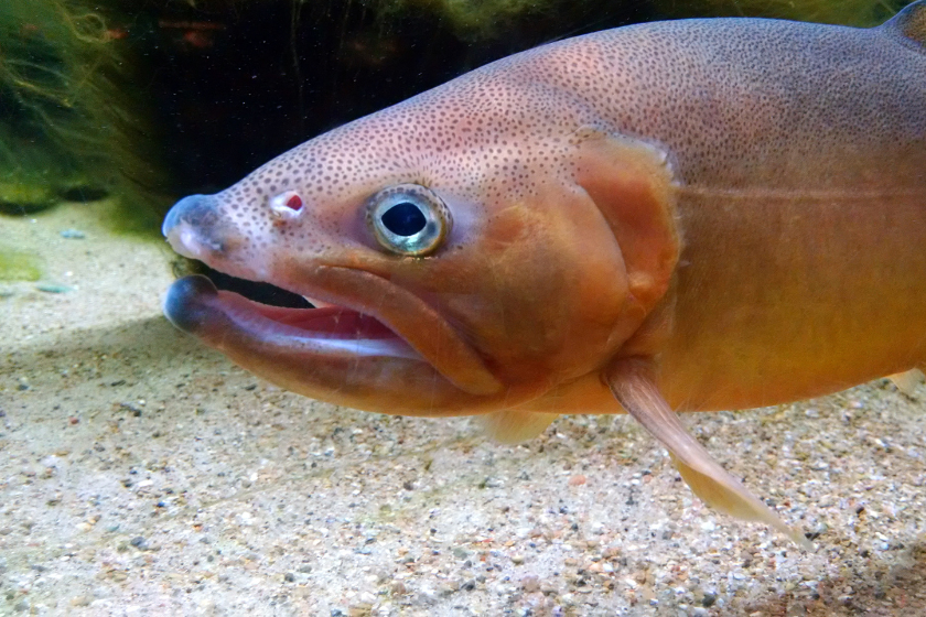 close up of a Gila Trout, a species of fish found in the Southwest - trout species in us