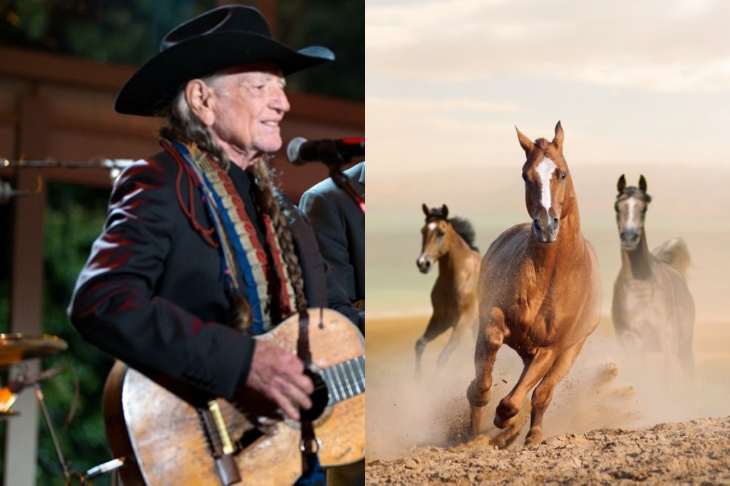 Willie Nelson's Luck Ranch Is Home to 70+ Rescue Horses