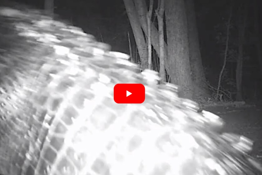 Huge Wild Alligator Looks Like a Dinosaur Sauntering Past a Trail ...
