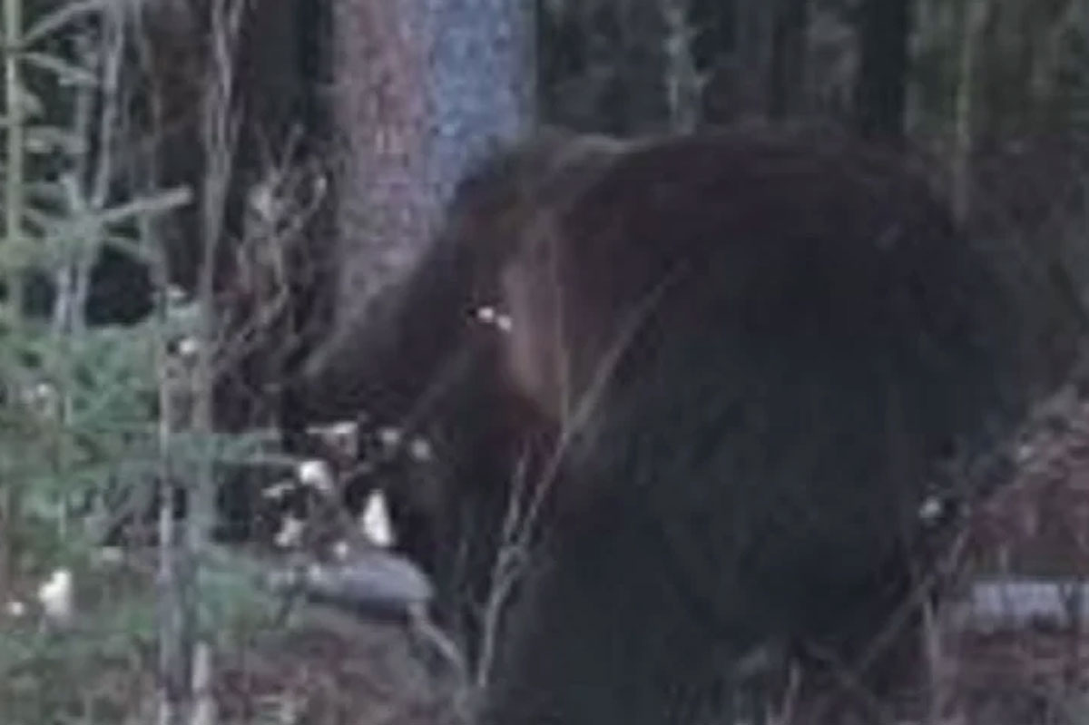 bear 2