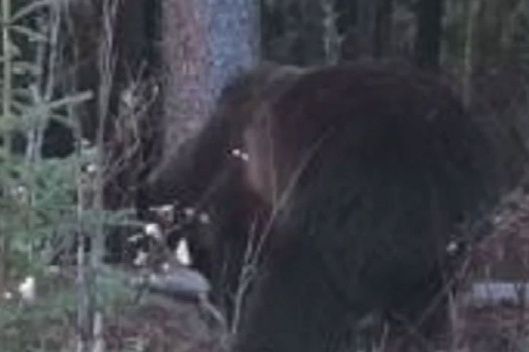 bear 2