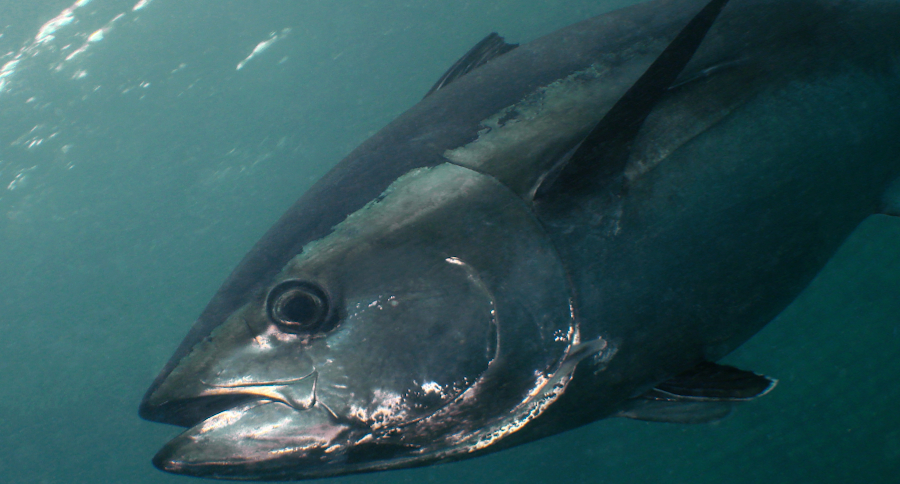 708-Pound Bluefin Tuna