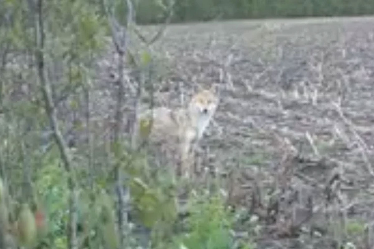 coyote