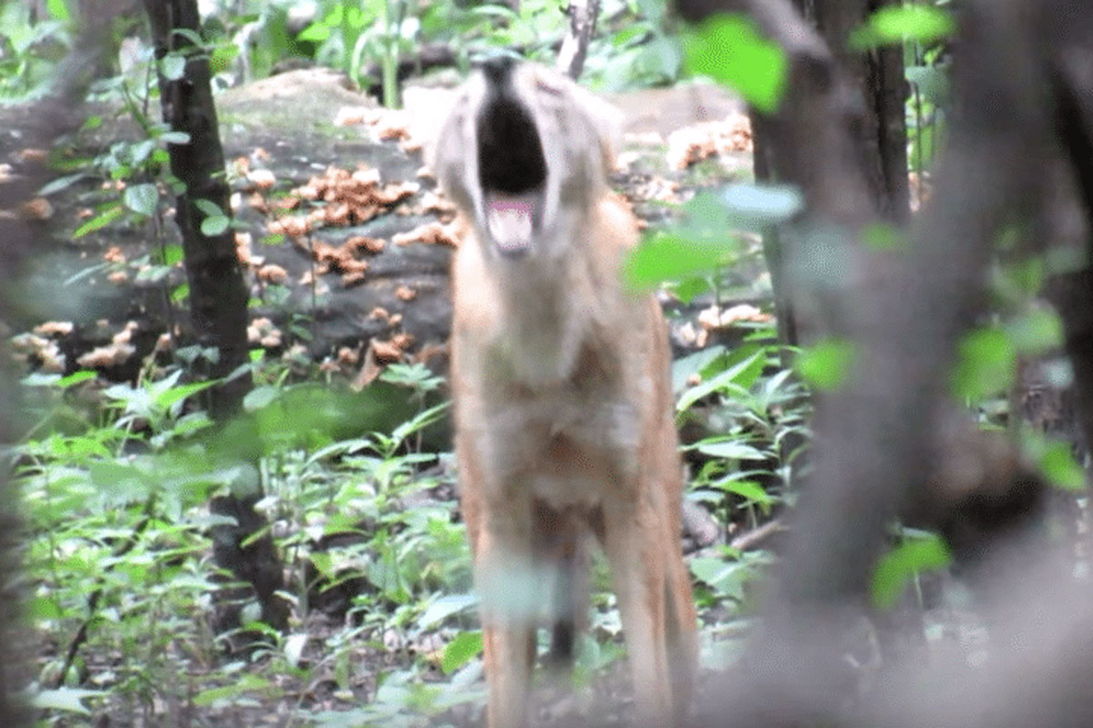 coyote