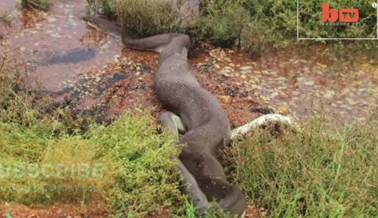 Croc Snake Devour