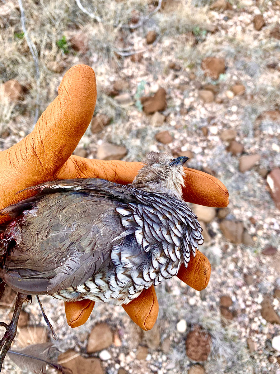 scaled quail