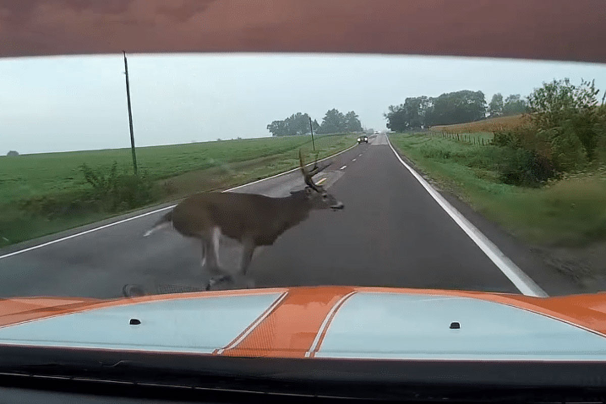 deer collision