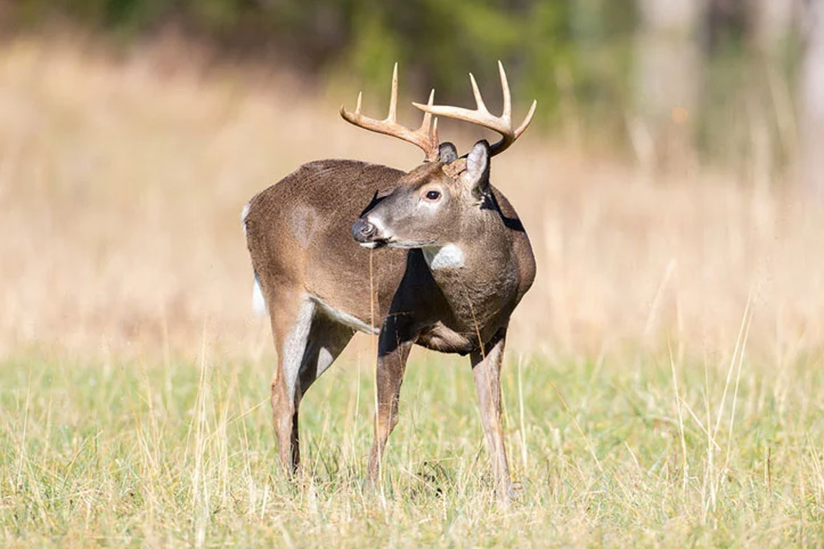 Lifespan Of The Whitetail Deer