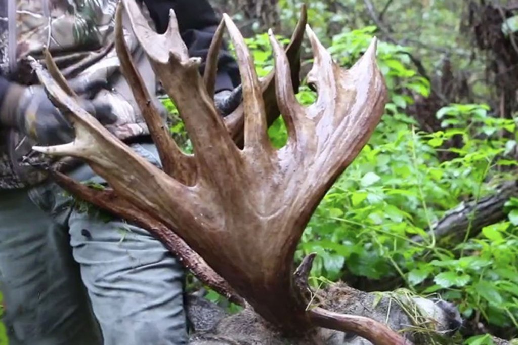 Looking Back on the Largest Free-Range Whitetail Ever Harvested on ...