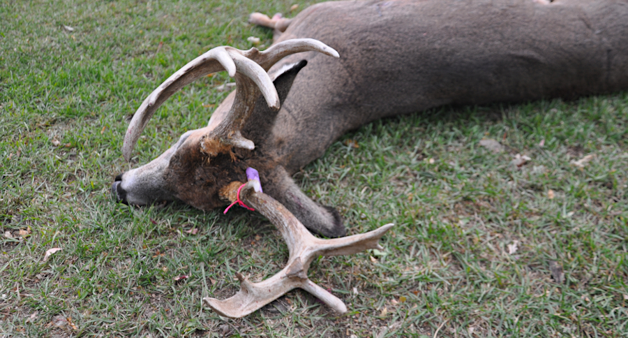 Deer Bag Limit
