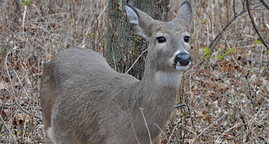Ann Arbor Deer Cull