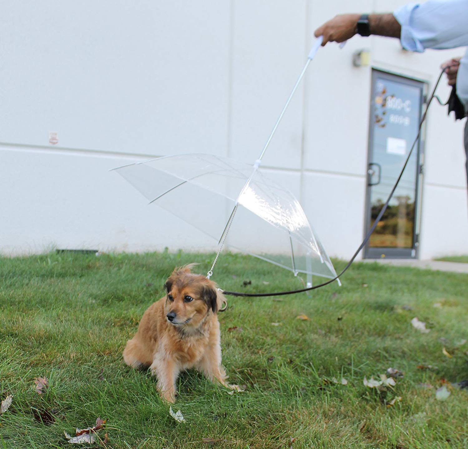 dog umbrella