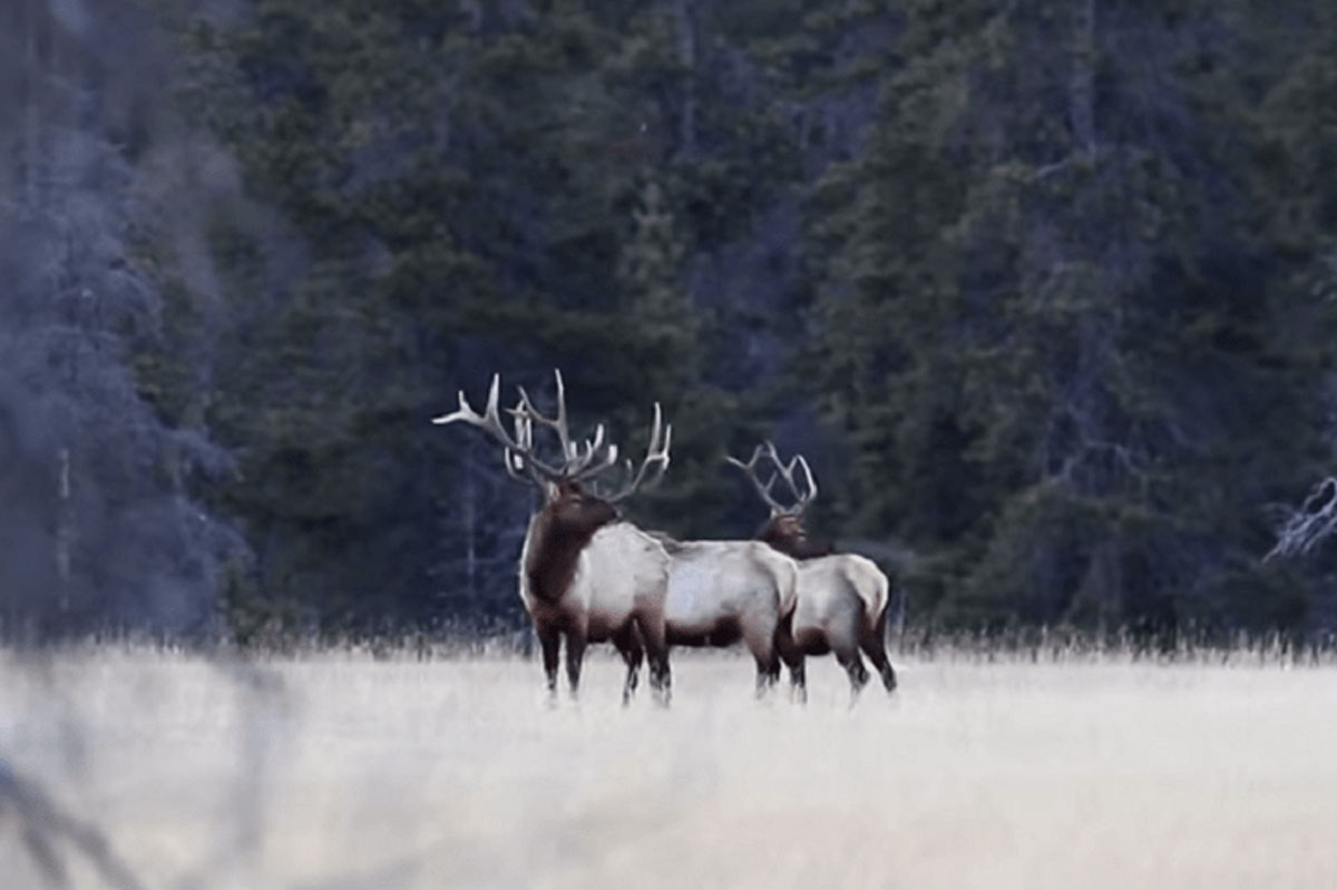 elk